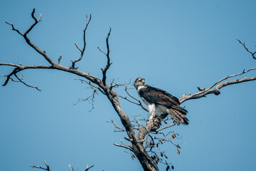 Fischadler sitzt auf einem abgestorbenen Baum am Ufer des Kwando (Caprivi, Namibia)