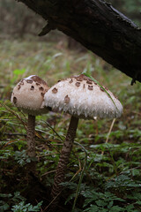 Umbrella fungus among the greenery in the forest in autumn 