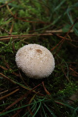 A small wild white mushroom on the grass in the forest