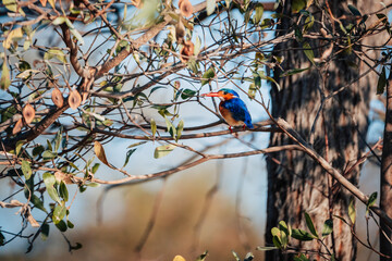 Haubenzwergfischer (Corythornis cristatus) sitzt auf einem Ast am Ufer des Kwando kurz nach Sonnenaufgang (Caprivi, Namibia)
