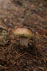 Porcini mushroom in the forest in autumn 