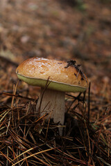 Porcini mushroom in the forest in autumn 
