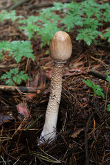 Umbrella fungus among the greenery in the forest in autumn 