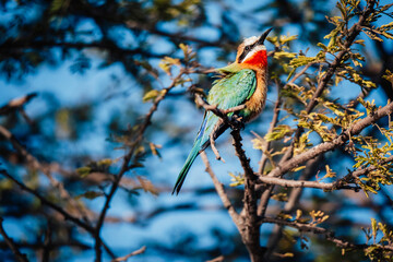 Weissstirnspint, Bienenfresser (Merops bullockoides), Kwando River, Caprivi, Namibia, Afrika