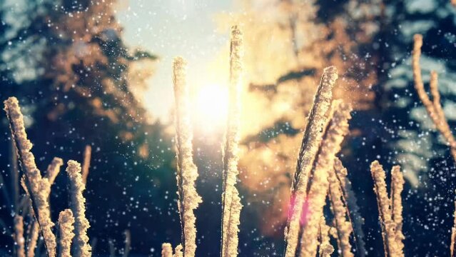 Animated falling snow over fairy winter landscape ay sunset. A calm, frozen winter sunset scene. Amazing nature background. Winter wonderland.  