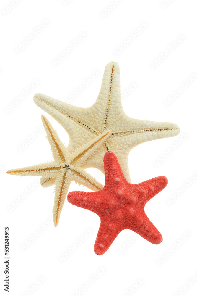 Wall mural isolated starfish combo isolated on transparency photo png file