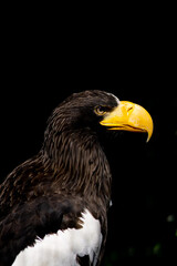 Riesenseeadler Porträt mit isoliertem Hintergrund