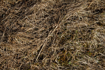 Closeup of old aged dry grass straw texture background