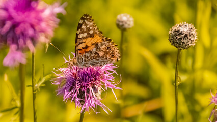 Macro of vanessa cardui, cosmopolitan butterfly near Bad Griesbach, Bavaria, Germany