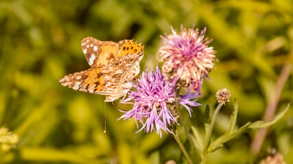 Macro of vanessa cardui, cosmopolitan butterfly near Bad Griesbach, Bavaria, Germany