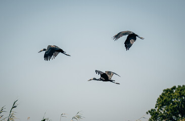 Drei Mohrenklaffschnäbel (Anastomus lamelligerus) im Flug am Ufer des Kwando River, Caprivi,...