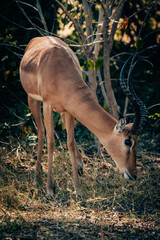 Männlicher Schwarznasenimpala grast in einem Gebüsch (Buffalo Park, Caprivi, Namibia)