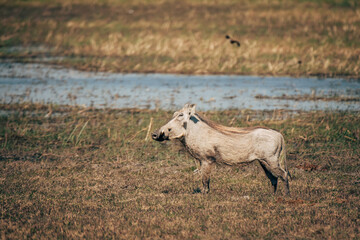 Warzenschwein im Marschland am Okavango (Caprivi, Namibia)