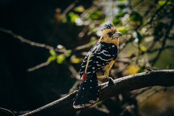 Hauben-Bartvogel (Trachyphonus vaillantii) im Buffalo-Park, Caprivi, Namibia