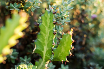 Giant cactus by the street, close up, in sunlight