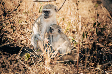 Südliche Grünmeerkatze mit säugendem Baby im Buffalo-Park (Caprivi, Namibia)