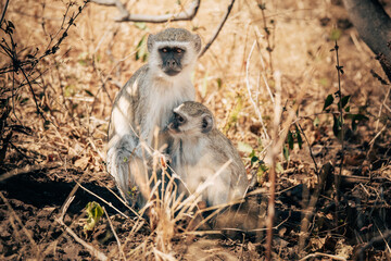 Südliche Grünmeerkatze mit säugendem Baby im Buffalo-Park (Caprivi, Namibia)