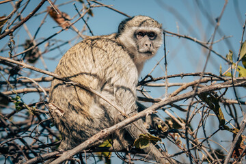 S&uuml;dliche Gr&uuml;nmeerkatze im Buffalo-Park (Caprivi, Namibia)