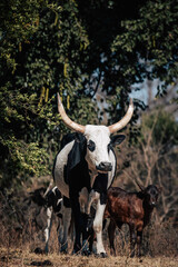 Sanga Rind mit Kalb (im Hintergrund) am Ufer des Okavango (Rundu, Namibia)
