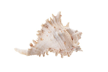Obraz na płótnie Canvas Border pattern form nature of white, yellow sea shells isolated on white background. winkles and caycay, could be used for spa, wedding or seaside shabby chic. Clipping Path (See Pectinidae)