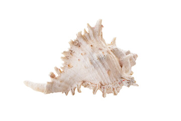 Border pattern form nature of white, yellow sea shells isolated on white background. winkles and caycay, could be used for spa, wedding or seaside shabby chic. Clipping Path (See Pectinidae)