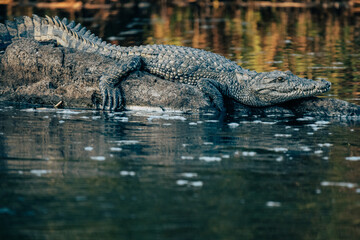 Großes Nilkrokodil liegt in der Abendsonne auf einem Felsen im Okavango (Namibia)