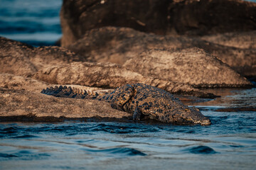 Großes Nilkrokodil liegt in der Abendsonne auf einem Felsen im Okavango (Namibia)