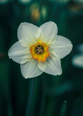 A daffodil with a dark background