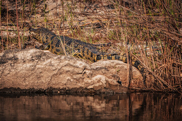 Nilkrokodil liegt in der Abendsonne am Ufer des Okavango (Namibia)