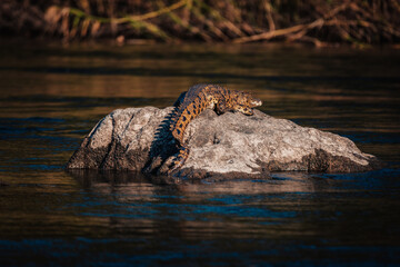 Nilkrokodil liegt in der Abendsonne auf einem Felsen im Okavango (Namibia)