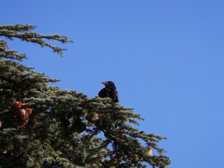 Un corbeau regardant l'horizon depuis les branches d'un cèdre