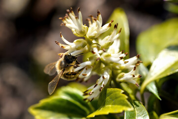 honey bee on flower