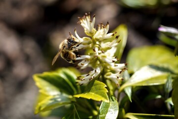 honey bee on flower