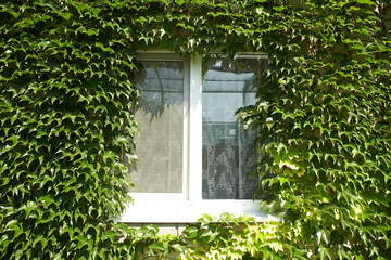 Ivy vines climbing wall of house on green background.