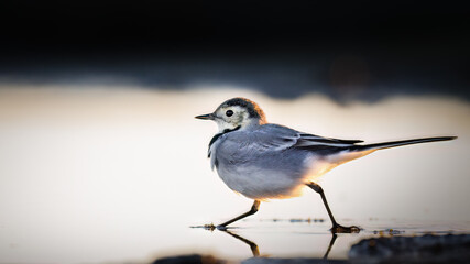 White wagtail running to hurry home before sunset