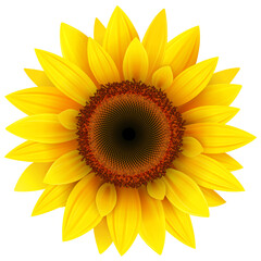 Sunflower flower isolated, 3d realistic icon illustration. 