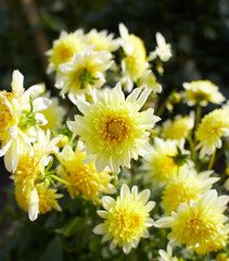 Close up of yellow asteraceae dahlia "Freya's paso doble" Anemons flowers in blooming. Autumn plants.