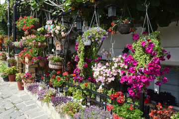 beautiful flowers in pots grow and hang. landscape design