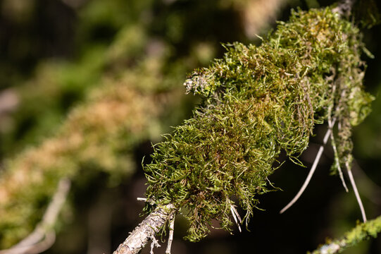 Hypnum cupressiforme - Cypress-leaved plaitmos - Hypnum moss - Hypne cypr&egrave;s