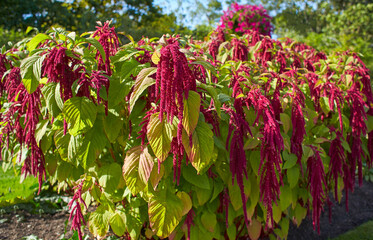 Amaranthus caudatus 
