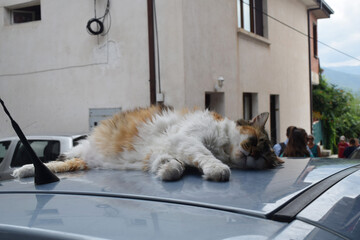 the cat sleeps on the roof of the car