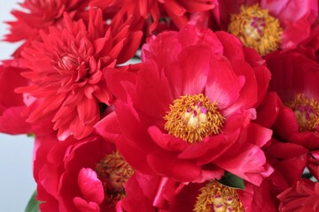 レッドチャーム