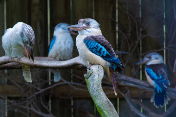 Kookaburra