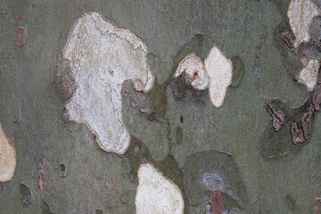 Closeup of sycamore tree crust, bark of platan, texture, old wood, pattern, natural plane tree camouflage material, organic textured surface.