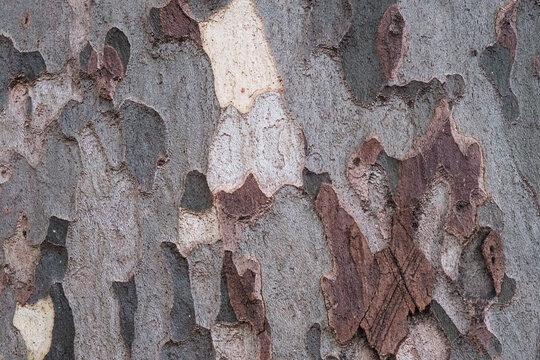 Bark of a platan tree, texture, old wood, pattern, sycamore skin, natural plane tree camouflage material, closeup, organic textured surface.