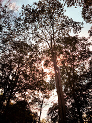 sunset in the forest