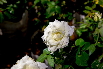 white rose in the garden