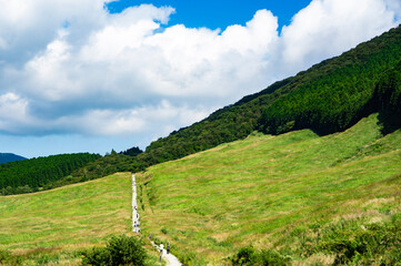 Obraz premium 箱根仙石原のススキ