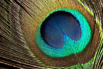 Shining Ppeacock feather fragment. Macro shot.