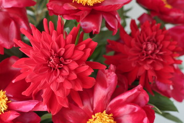 レッドチャーム